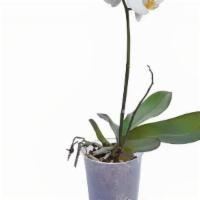 White Flower Orchid · Classic White flower orchid made to perfection.