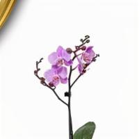 Elegant Orchid · Purple elegant orchid flower.