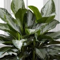 The Ftd® Chinese Evergreen · The FTD® Chinese Evergreen is a popular indoor plant, known for its exquisite lush variegate...