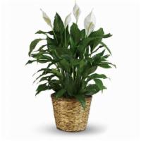 Simply Elegant Spathiphyllum - Large · This large spathiphyllum is delivered in a charming 12