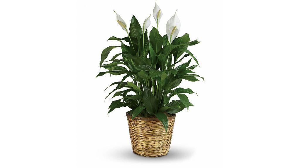 Simply Elegant Spathiphyllum - Large · This large spathiphyllum is delivered in a charming 12
