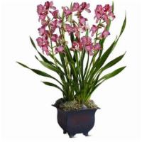 Simply Cymbidium · If you need a long-lasting floral gift that is beautiful and easy to care for, a pink cymbid...
