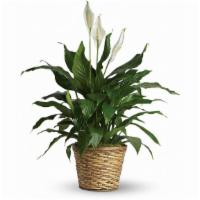 Simply Elegant Spathiphyllum - Medium · Known for its indoor beauty and ability to clear the air of contaminants, this brilliant gre...