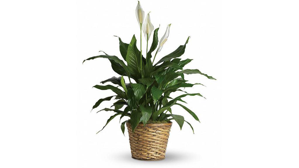Simply Elegant Spathiphyllum - Medium · Known for its indoor beauty and ability to clear the air of contaminants, this brilliant green plant with dazzling white blossoms makes a perfect gift for almost any occasion. low-maintenance. High quality. Bet you never knew delivering elegance could be this simple. This spathiphyllum comes in an 8