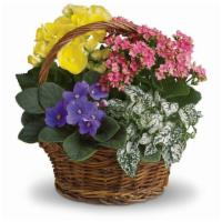 Spring Has Sprung Mixed Basket · Sing a song of spring by sending this gorgeous basket full of spring's prettiest plants. Sen...