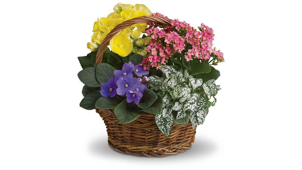 Spring Has Sprung Mixed Basket · Sing a song of spring by sending this gorgeous basket full of spring's prettiest plants. Send someone special this sweet mix of bright colors and terrific textures. A purple African violet, yellow begonia, pink kalanchoe and white hypoestes are arranged in a pretty round basket. It's blooming beautiful.