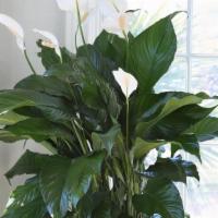 Peace Lily · Hardy Peace lily in a basket