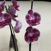 Orchid Plant · Tropical Blooming Orchids