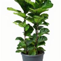 Fiddle Leaf Fig Bush  · Ficus lyrata commonly known as the fiddle leaf fig is a species of flowering plant in the mu...