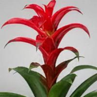 Guzmania · Guzmanias require low light and should be kept out of direct sunlight. Place distilled or fi...