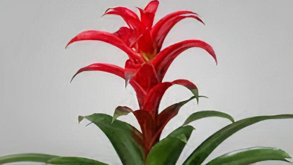 Guzmania · Guzmanias require low light and should be kept out of direct sunlight. Place distilled or filtered water in the central cup of the plant and replace frequently to keep it from rotting. Keep the potting mix moist during the spring and the summer months. Guzmanias thrive in temperatures of at least 55 F