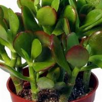 Jade Plant 6