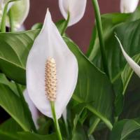 Spath- Peace Lily  · Temperature: Regular house temperatures to slightly on the warm side. Avoid hot or cold draf...