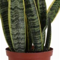 Snake Plant  · Dracaena trisfasciata is a species of flowering plant in the family Asparagaceae native to w...