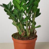 Zam Zamiifolia · Easy to grow and care. It has small glossy leaves