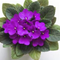 African Violet · African violets are small houseplants that produce clusters of white, blue, or purple flower...
