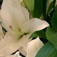 Premium White Lilies · Fragrant premium cut white lilies in a bunch of 10.