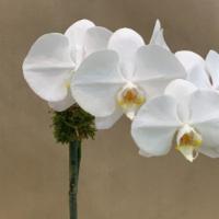 Single Orchid · single stem in a glass vase