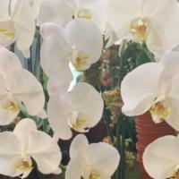 Five Stem Orchid · 5 stem orchid