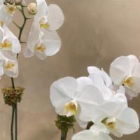 Four Stem Orchid · 4 stems in a glass