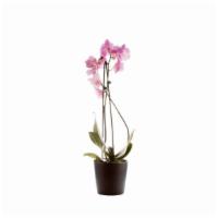 Fresh Pink Potted Orchid Plant (Medium (1 Ft)) · Chic flower and plant that comes in a ceramic, earthen colored pot. Spritz with water to kee...
