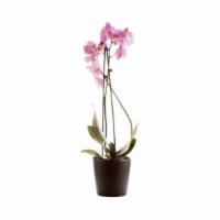 Fresh Pink Potted Orchid Plant (Large (2 Ft)) · Chic flower and plant that comes in a ceramic, earthen colored pot. Spritz with water to kee...