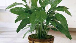 The Ftd® Spathiphyllum · The FTD® Spathiphyllum, or more commonly known as the Peace Lily, is a beautiful plant to he...