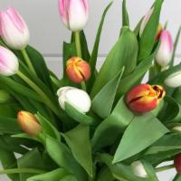 Daphne'S Spring Tulips · A fresh collection of the prettiest Spring flowers... TULIPS! These whimsical florals would ...