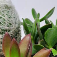 3 Piece Deluxe Combo Pack · Comes with a variety of succulent, Jade, and a cactus packed in a decorative gift box. Combo...