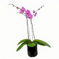 Orchid Plant · A beautiful and elegant plant, the perfect gift for any occasion.