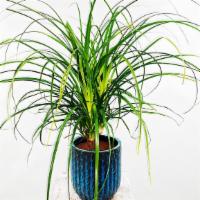 Large Ponytail Palm · The typical ponytail palm consists of a large, domed “stump,” which tapers off into a thinne...