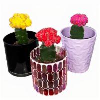 Moon Cactus  · Please include color and pot you wish to purchase
-Moon cactus plants come in vibrant bright...