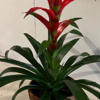 Easter Bromeliad Large · Easy caring potted Bromeliad.
