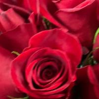 24=Rosas Rojas Bouquet  · 