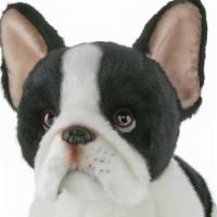 Oliver The French Bull Dog  · Oliver is black and white and stands 13 inches tall