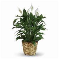 Simply Elegant Spathiphyllum - Large · When you want to make a big impression, sending a beautiful spathiphyllum that reaches almos...