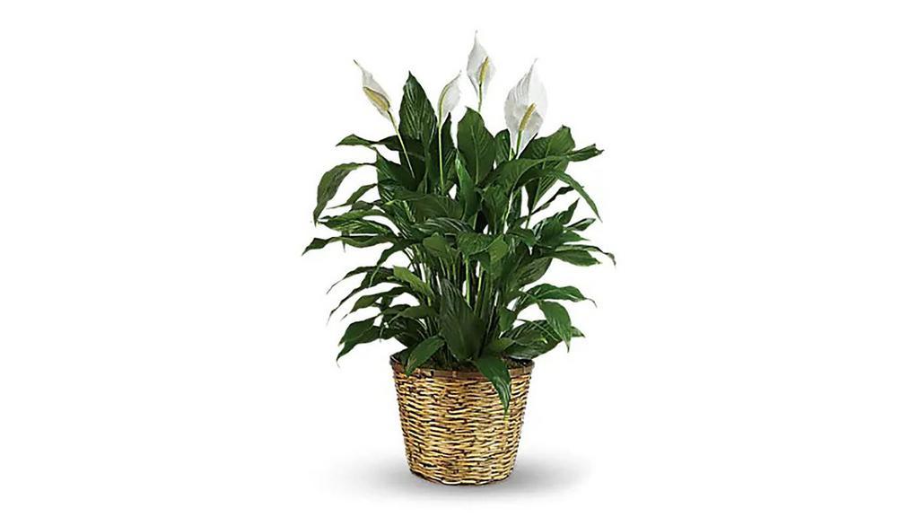 Simply Elegant Spathiphyllum - Large · When you want to make a big impression, sending a beautiful spathiphyllum that reaches almost 40
