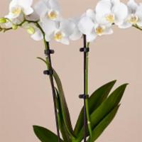 Bliss White Orchid · Show your gratitude for a special someone with this glorious living gift. Simply presented i...