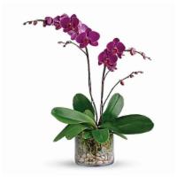 Glorious Gratitude Purple Orchid · Show your gratitude for a special someone with this glorious living gift. Simply presented i...