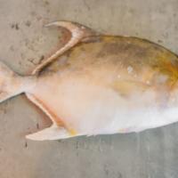 Fish Golden Pomfret · Per pound. Golden pomfret whole fish 14 to 16 oz, wild caught freshwater river fish. Imported.