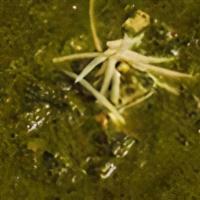 Saag Paneer · Spinach and cheese, light cream