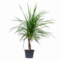 Dracaena Marginata · Dracaena marginata, more commonly known as a dragon tree, is an attractive plant with green ...