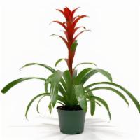 Bromeliad Guzmania · Bromeliad Guzmania are native to Florida and are bursting with rich color, tropical vibes. 
...