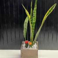 Madison · A beautiful snake plant with cactus