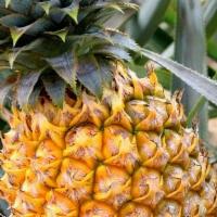 Pineapple · Fresh Sweet Chunks of Pineapples in a smoothie large 16oz