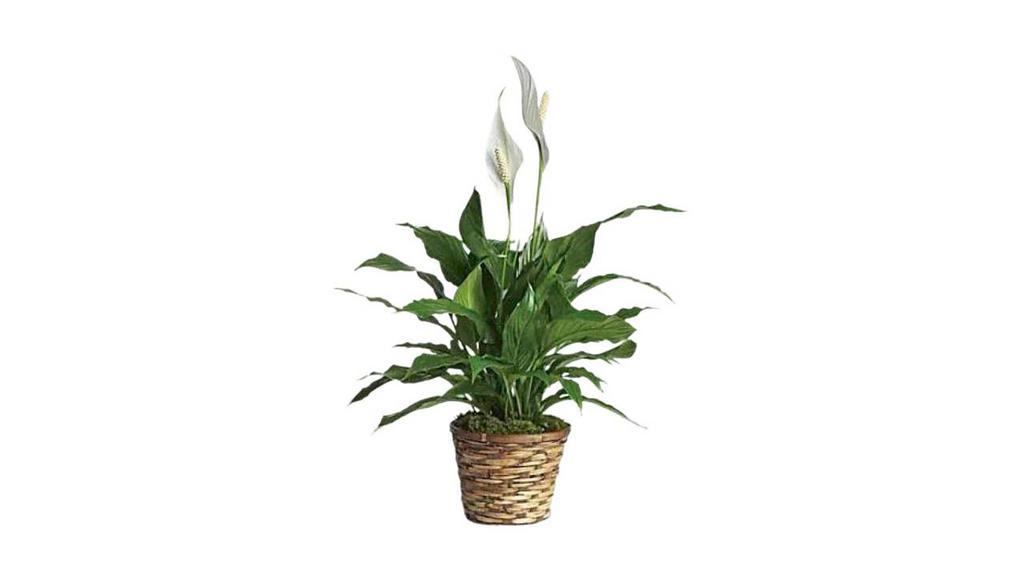 Simply Elegant Spathiphyllum - Small · Also known as the peace lily, this dark leafy plant with its delicate white blossoms makes a simply elegant gift. There's nothing small about the sentiment delivered along with this pretty plant. A brilliant green spathiphyllum is delivered in a natural wicker basket. Long live elegance!