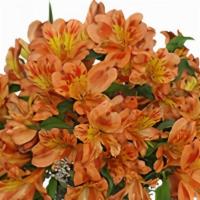 Persimmon Grove Fall Flowers · 