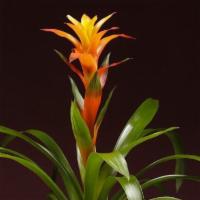 Bromelia Plant · Bromelia plant in variety of bright colors in ceramic pot. Great addition to office or home ...