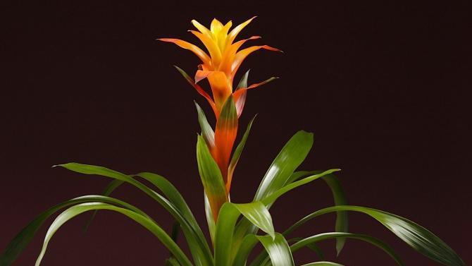 Bromelia Plant · Bromelia plant in variety of bright colors in ceramic pot. Great addition to office or home space. Fresh and exotic gift to beauty the space.