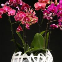 Orchid Paradise · Gorgeous mix of orchids in radiant colors in a white ceramic pot. Mix of six stems.